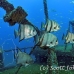 spadefish_titan_h_0169_nca0174.jpg